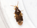 Orius laevigatus